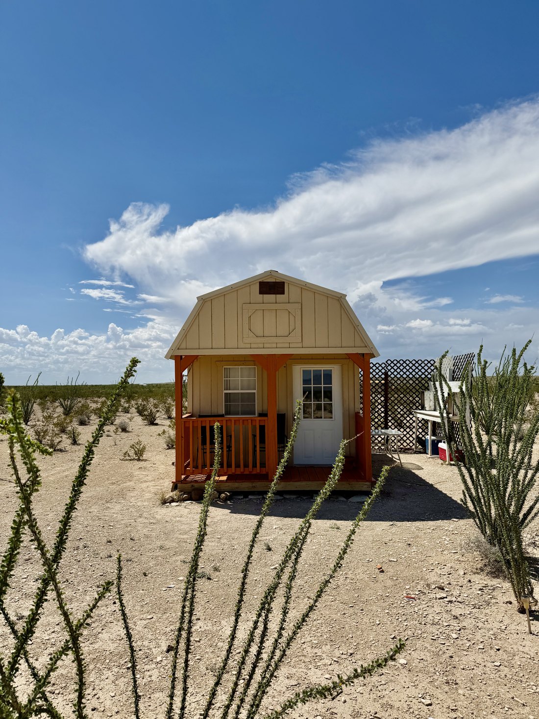 Tall ocotillo stems in front of the cabin under a deep blue sky