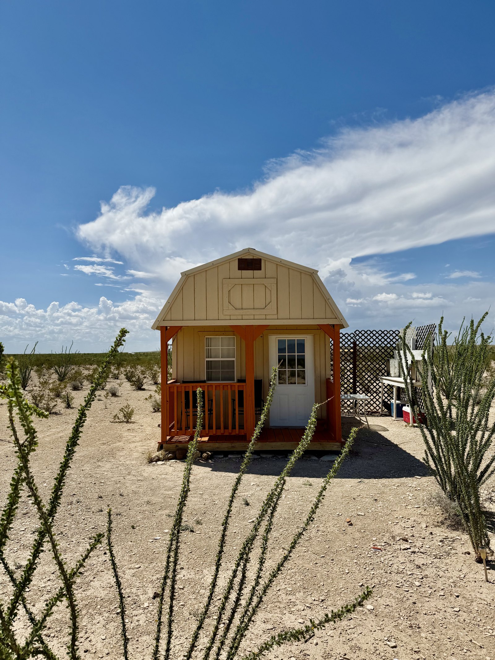 Tall ocotillo stems in front of the cabin under a deep blue sky